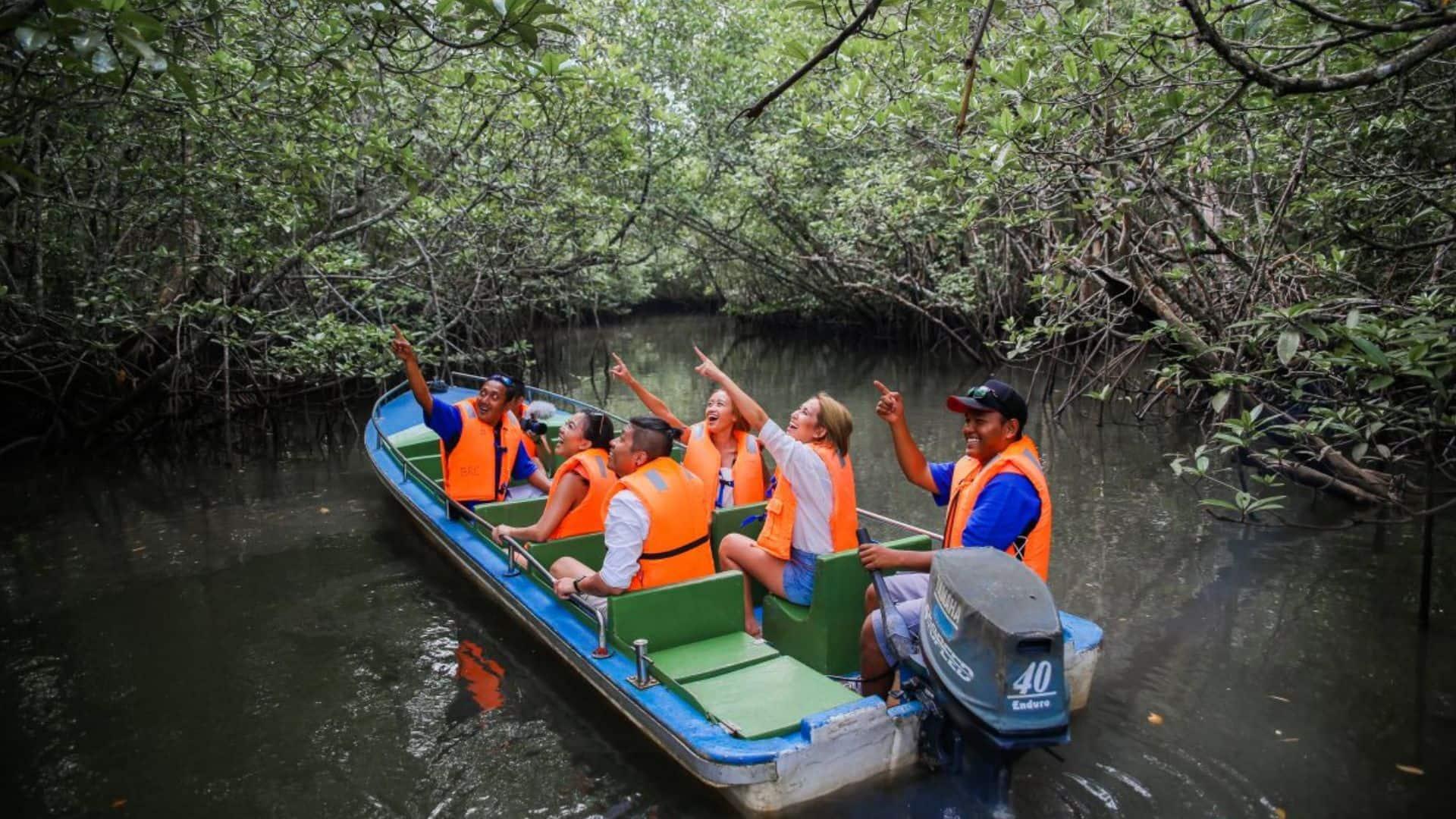 mangrove