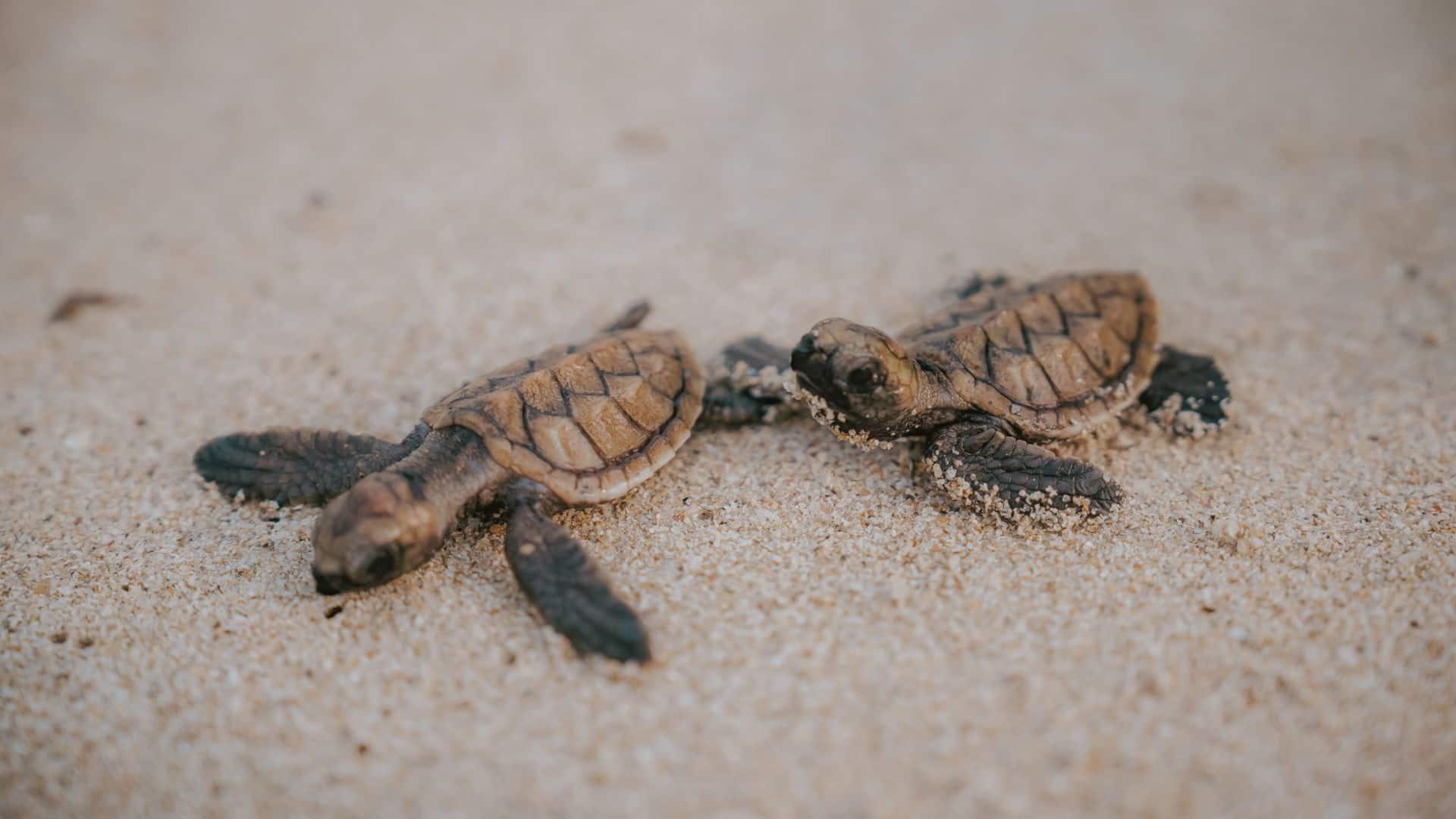 facilities-turtle-conservation