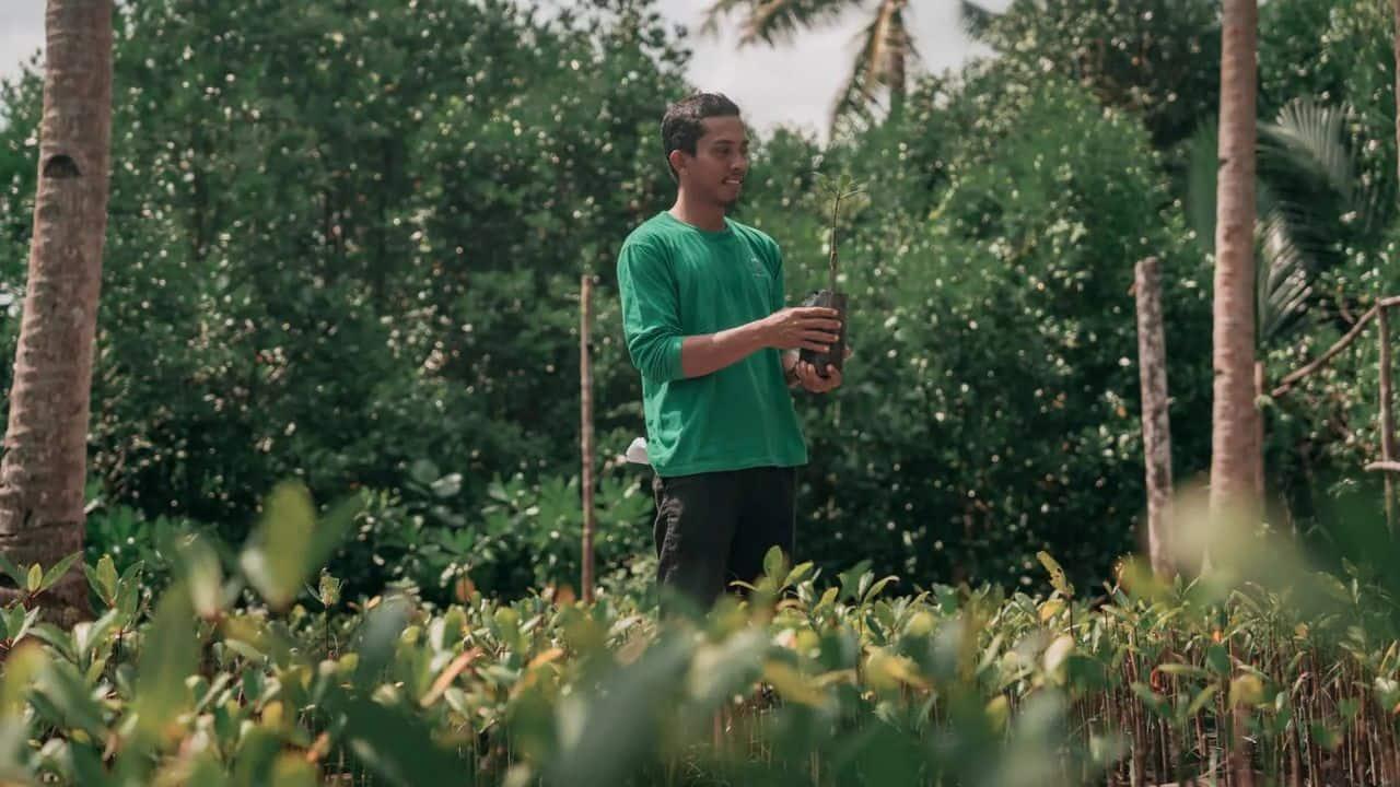 Mangrove Planting