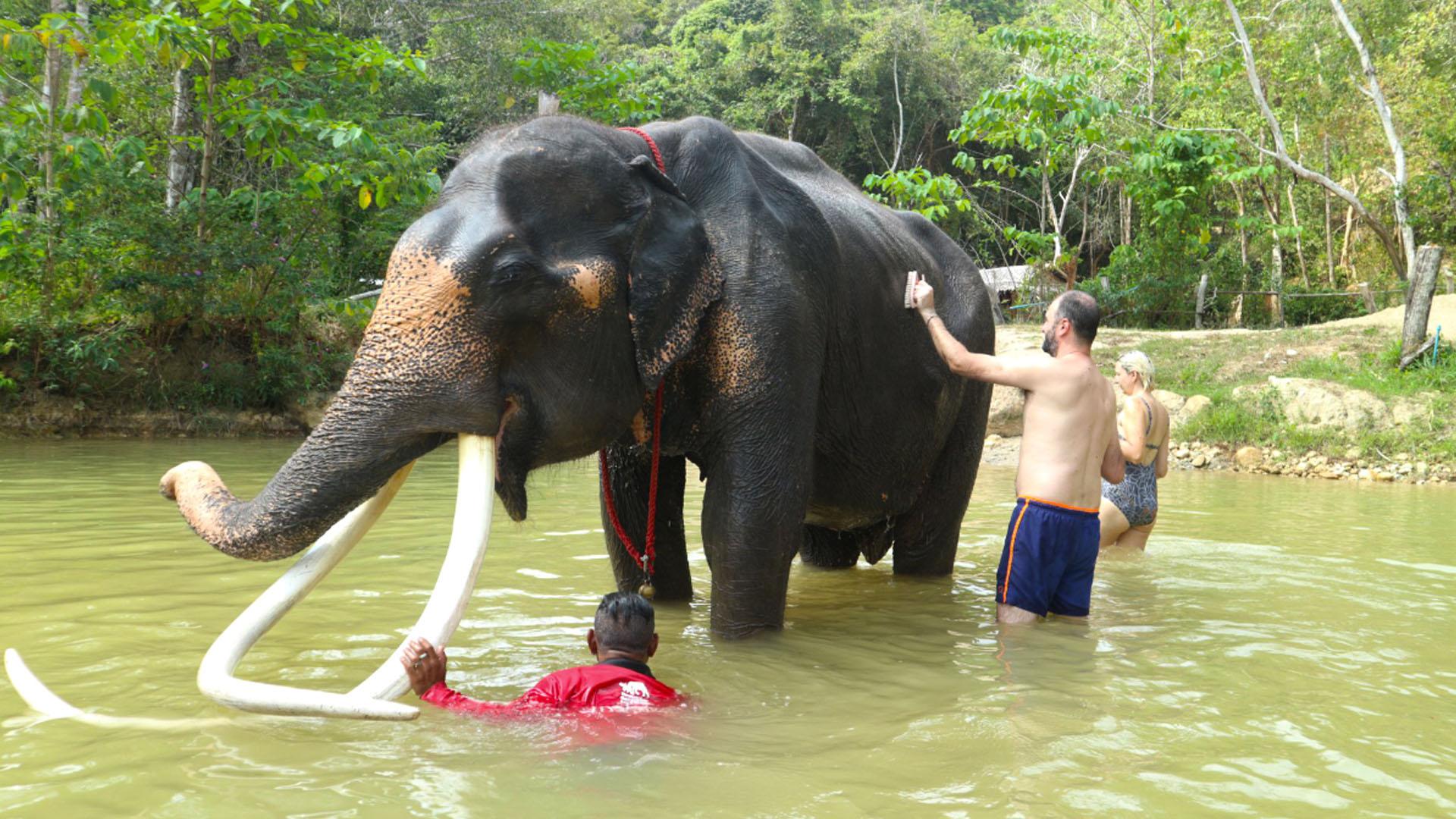 Experiences Elephant Wildlife Sanctuary Phuket-Image